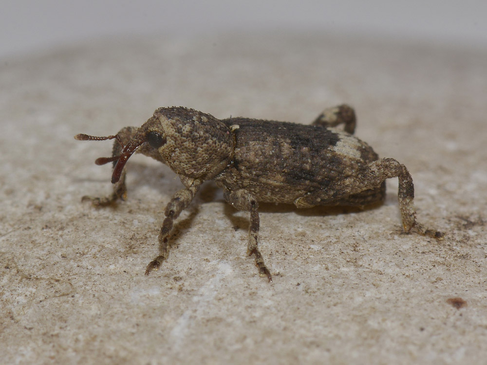 Camptorhinus simplex  (Curculionidae)